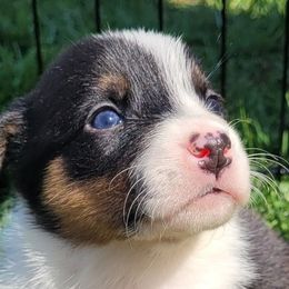 Australian Shepherds from Copperline Aussies