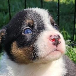 Australian Shepherds from Copperline Aussies