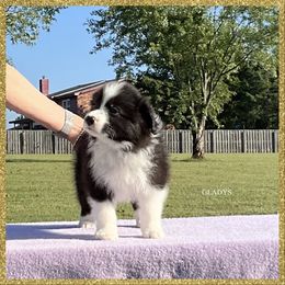 Gladys - Black female Border Collie puppy in New Market, Alabama from Kensington Border Collies