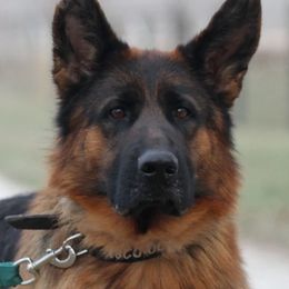 Mazy - German Shepherd