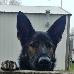 German Shepherds from Kim's German Shepherds