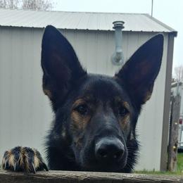 German Shepherds from Kim's German Shepherds