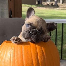 French Bulldog Puppies from Piper’s Pups
