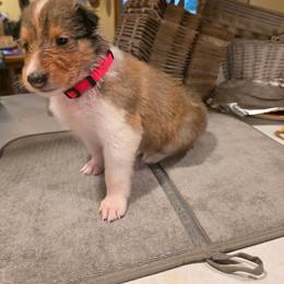 Willow - Sable female Collie puppy in Wykoff, Minnesota from Country Collies
