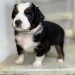 Cardamom BTF - Black tri female Miniature Australian Shepherd puppy in Minden, Louisiana from Ironwood Creek