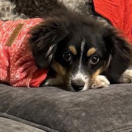 Millie - Australian Shepherd