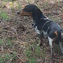 Dachshunds from Codie Nash