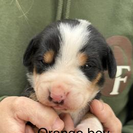 Orange boy - Black, white and red male Greater Swiss Mountain Dog puppy in Woodland, Washington from Woodland Swissie’s
