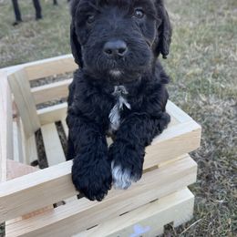 Labradoodle Puppies from Ross Farm Doodles