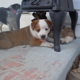 Doc - Red male Companion Cross puppy in Vichy, Missouri from MX Kennel - Central MO