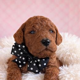 Mr. Black - Red  male Goldendoodle puppy in Greenwood, Louisiana from GoldenFido