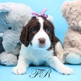 English Springer Spaniel and Springerdoodle Puppies from Family Raised Doodles