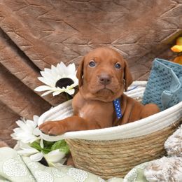 Boy 1 - Golden rust male Vizsla puppy in Lexington, Kentucky from Summit Vizsla (we can deliver to you)