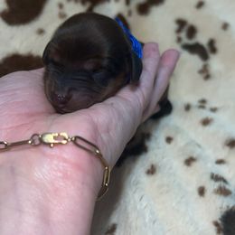 Troubadour - Sable male Dachshund puppy in Madisonville, Tennessee from L&A Dachshunds