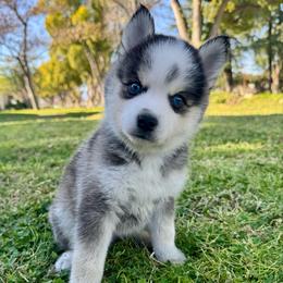 Arrow - Black and white male Pomsky puppy in La Verne, California from Red Cedar Pomskies