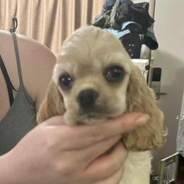 Blondie - Black male Cocker Spaniel puppy in Charleston, Tennessee from Nefer's Kennel
