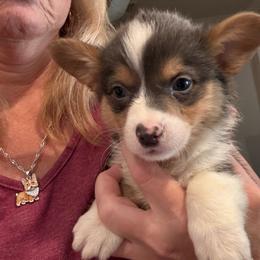 Luke - Gray and white male American Corgi puppy in Orangevale, California from Corgis of the Heart