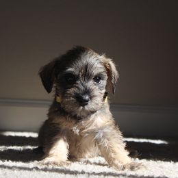 AKC Mali (Yellow) - Salt and pepper female Miniature Schnauzer puppy in Vista, California from Olympus Schnauzers