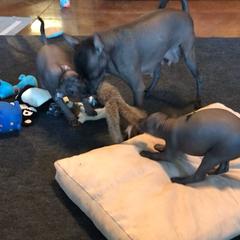Xoloitzcuintli Puppies from Vineyardview Toy Xoloitzcuintle