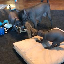 Xoloitzcuintli Puppies from Vineyardview Toy Xoloitzcuintle