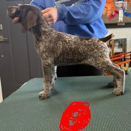 Red Girl - Liver and white female German Shorthaired Pointer puppy in Bryan, Texas from Ehrenvogel and Bessdach Kennels