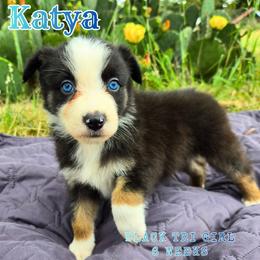 Katya - Black tri-color female Australian Shepherd puppy in Abilene, Texas from S&K Aussies N' Rotties