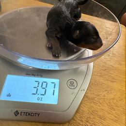 Prince - Black and gold male Yorkshire Terrier puppy in Phoenix, Arizona from Coursey’s Yorkies
