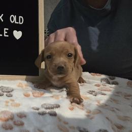 Dachshund Puppies from Blue Ridge Weenies