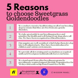 "5 of the many reasons why to choose a Sweetgrass Goldendoodle" Goldendoodle Puppies from Sweetgrass Goldendoodles of Moncks Corner