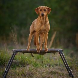 Labrador Retriever All Grown Up from James River Retrievers