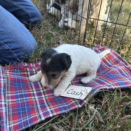 Cash - White and tan male Wire Fox Terrier puppy in Timberlake, North Carolina from Lyndon Meadow Farm
