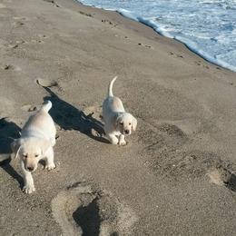 Labrador Retriever Puppies from Sweet As Sugar Labradors