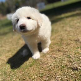 Girl 2 - female Maremma Sheepdog puppy in Cochecton, New York from Wildsong Farm