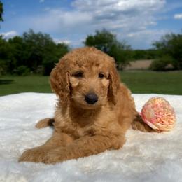 Linda - Apricot female Goldendoodle puppy in Osage City, Kansas from Golden Ridge Goldens