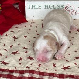 Dasher - Brown Collar - Blenheim male Cavapoo puppy in South Jordan, Utah from Simply Sweet Paws. LLC