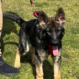 Tiche - German Shepherd