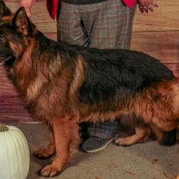 Riot - German Shepherd