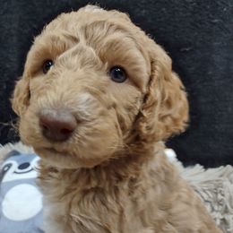 Poodle Puppies from All Poodle No Doodle