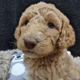 Poodle Puppies from All Poodle No Doodle
