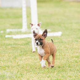 Staffordshire Bull Terrier Puppies from Vivace Staffords