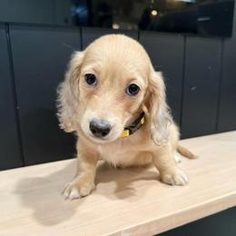 Honey - Cream female Dachshund puppy in Bradenton, Florida from Winsor Family Dachshunds