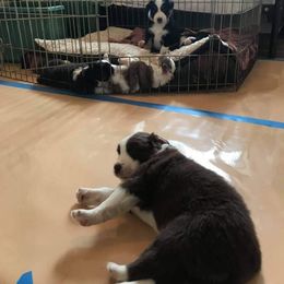 Miniature American Shepherd Puppies from HeartSong Australian Shepherds