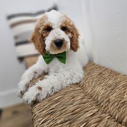 Mr Green - Parti male Labradoodle puppy in Payson, Utah from Utah County Labradoodles