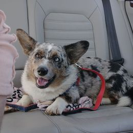 Gigi - Cardigan Welsh Corgi
