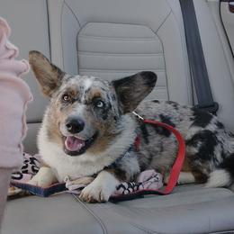 Gigi - Cardigan Welsh Corgi