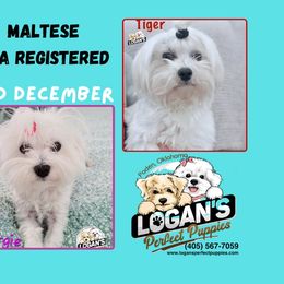 Maltese puppies from Logan's Perfect Puppies