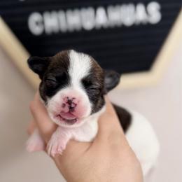 Charlie - Fawn brindled black male Chihuahua puppy in Harrison, Michigan from Cloud9 Chihuahuas