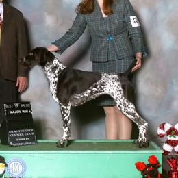 Halle - German Shorthaired Pointer