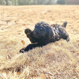 Goldendoodle Puppies from Golden Cuddle Pups