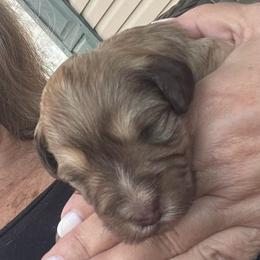 Michael - Wheaten male Miniature Schnauzer puppy in Brundidge, Alabama from Deez Pups Magnificent Schnauzers